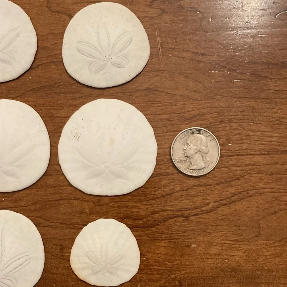 12 Real sand dollars
